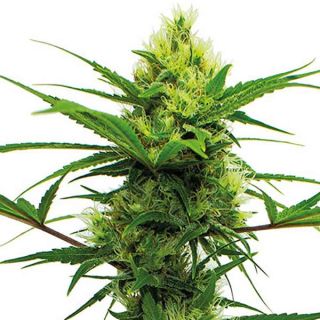 Guru Plant Genetik - Lemon Denver - 6 Semi