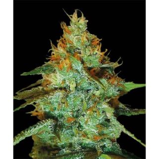 Panoramix Genetics - Auto Lemon Kiss