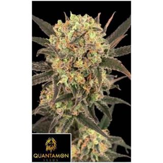 Quantamon Seeds - Lemonite