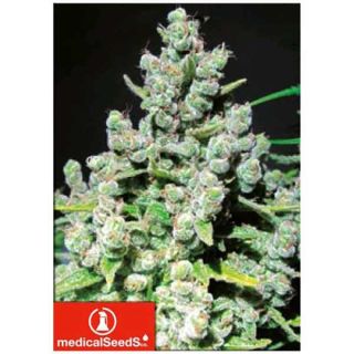 Medical Seeds - Malakoff