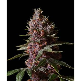 Panoramix Genetics - Medical Blue CBD