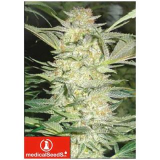 Medical Seeds - White Widow