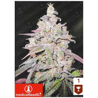 Medical Seeds - Mendocino Chanel Kush