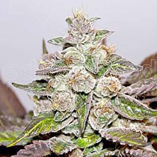 Medical Seeds - Mendocino Purple Kush