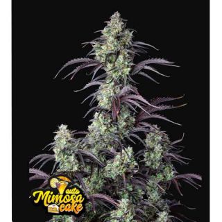 Fast Buds - Mimosa Cake Auto