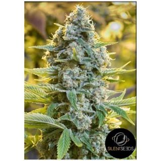 Silent Seeds - Moby Dick