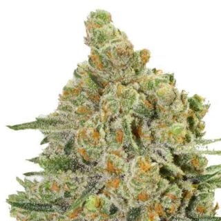 Guru Plant Genetik - Mohay Thay