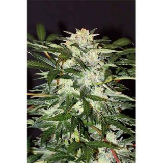 Exotic Seeds - Monster Mash Auto