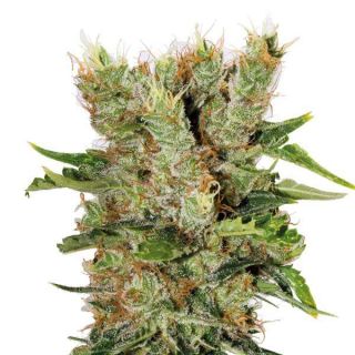 Guru Plant Genetik - Montana Chem Dog - 6 Semi