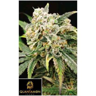 Quantamon Seeds - Moonlight