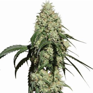 Medical Marijuana Genetics - Nagual
