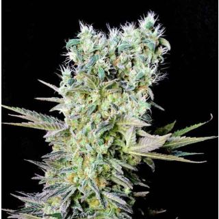 Genehtik Seeds - Northern Lights X