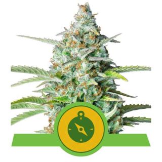 Royal Queen Seeds - Northern Light Auto