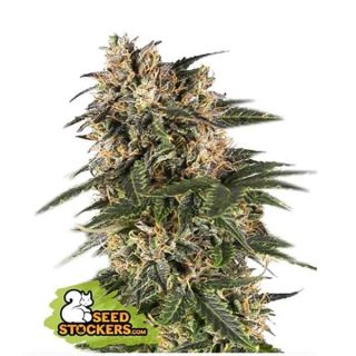 Seed Stockers - Northern Lights Auto