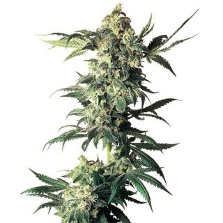 Sensi Seeds - Northern Lights Regolare