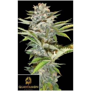 Quantamon Seeds - Old Style Skunk