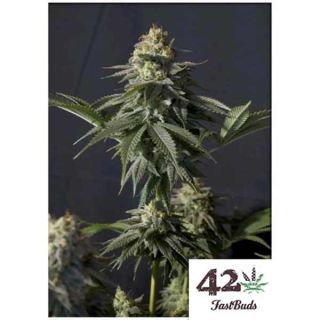 Fast Buds - Orange Sherbet FF