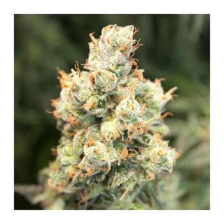 Dutch Passion - Orange Bud Auto