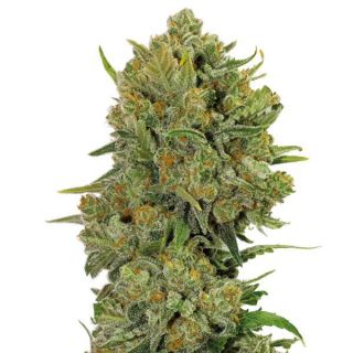 Guru Plant Genetik - Oregon Blue - 6 Semi