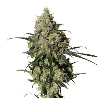 Medical Marijuana Genetics - Orinoco