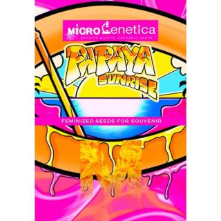 Microgenetica - Papaya Sunrise