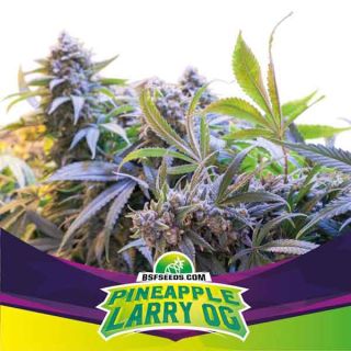 BSF - Pineapple Larry OG