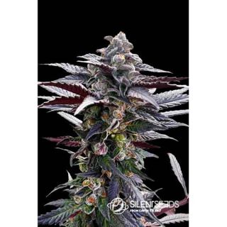 Silent Seeds - Pink Sunset By Sherbinskis