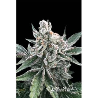 Silent Seeds - Polar Gelato Auto By Sherbinskis