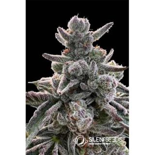 Silent Seeds - Polar Gelato By Sherbinskis