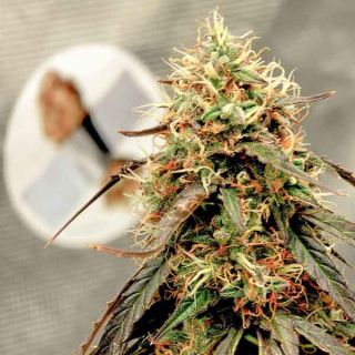 Dutch Passion - Power Plant Auto