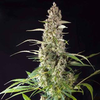 Super Sativa Seed Club - Prima Holandica