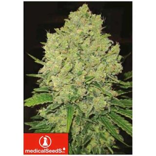 Medical Seeds - Prozack