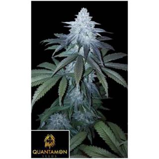 Quantamon Seeds - La Puffetta