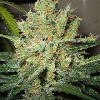 Nirvana Seeds - Pure Power Plant