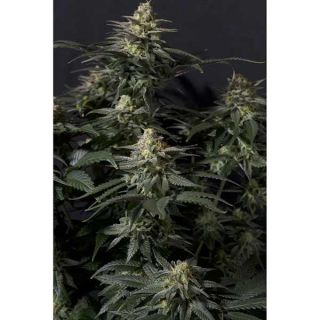 Fast Buds - Purple Lemonade FF