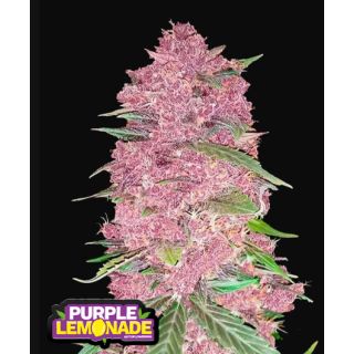 Fast Buds - Purple Lemonade Auto