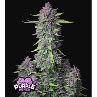 Fast Buds - Purple Punch Auto