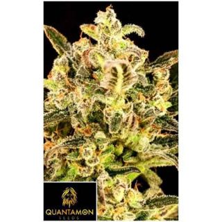 Quantamon Seeds - Quanta Kong
