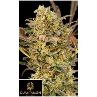 Quantamon Seeds - Quantamon Critical