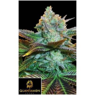 Quantamon Seeds - Quintakush