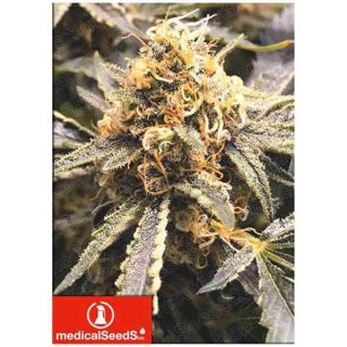 Medical Seeds - Recovery CBD