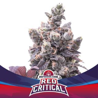 BSF - Red Critical Auto