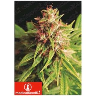 Medical Seeds - Red Cross CBD