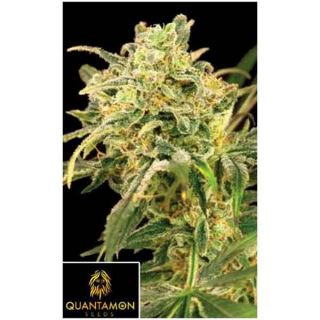Quantamon Seed - Rich 47