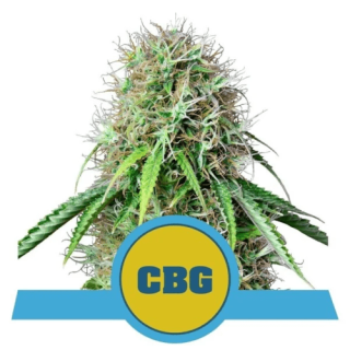 Royal Queen Seeds - Auto Royal CBG