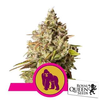 Royal Queen Seeds - Royal Gorilla