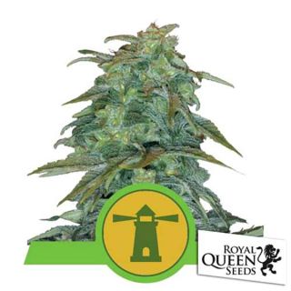 Royal Queen Seeds - Royal Haze Auto