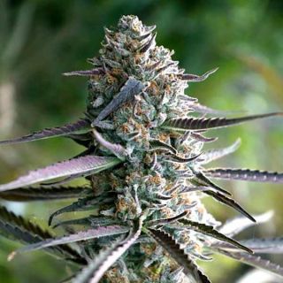Humboldt Seeds - Runtz Fast Flowering