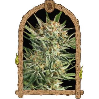 Exotic Seeds - Russian Automatic