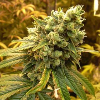 Nirvana Seeds - Sativa' s Sour Diesel Femm